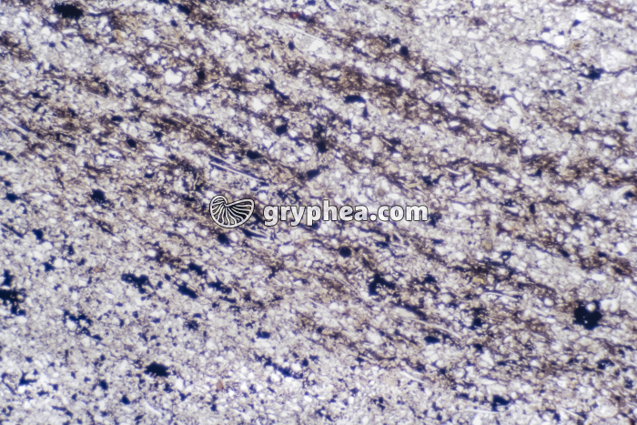 Pélite LPNA x10 - gryphea.com